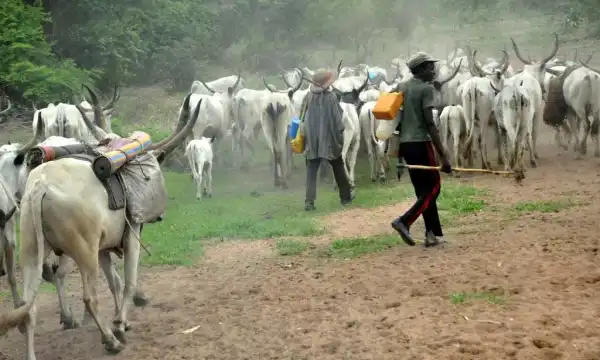 Arewa leaders urge govt to curb herdsmen attacks, child trafficking